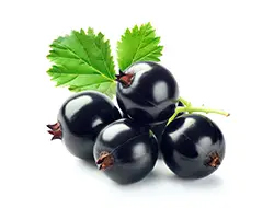 Blackcurrant Extractt