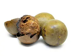 Gallnut Fruit Extract