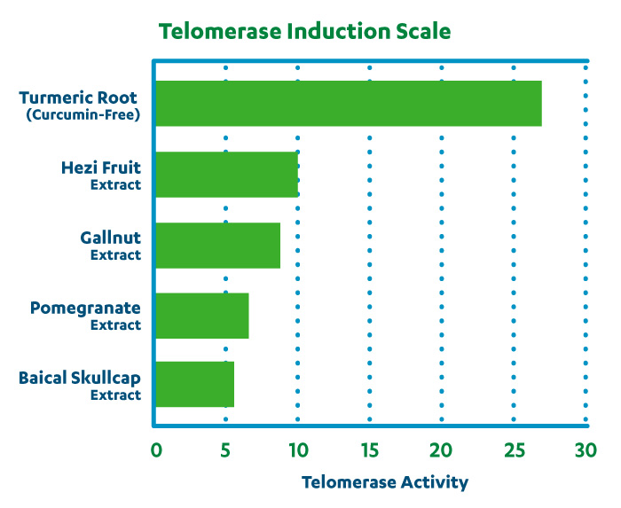 Telomerase Induction Scale, Telomerase Activity